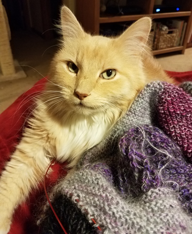 Cat with knitting.