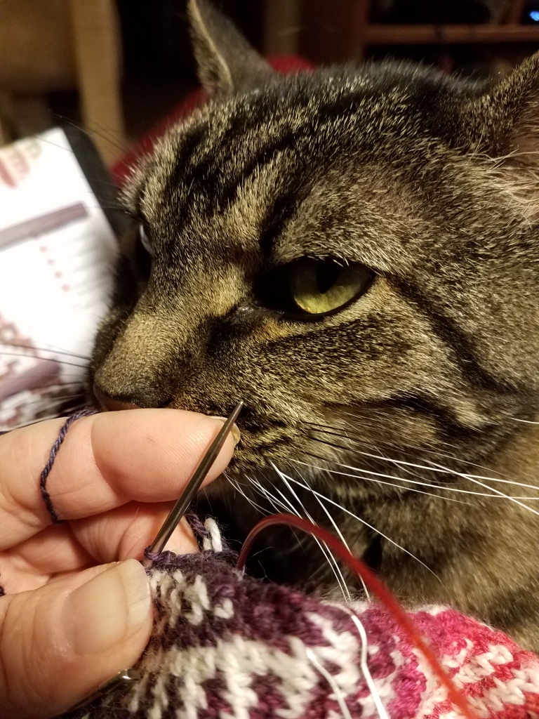 Cat and knitting.