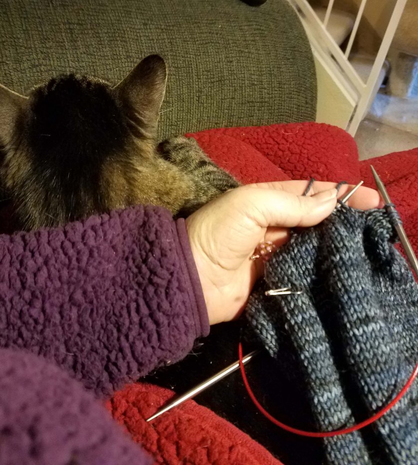Knitting with a cat.