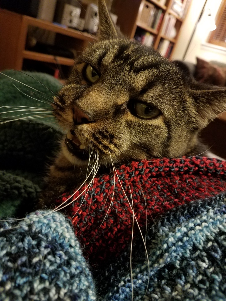 Cat and knitting.