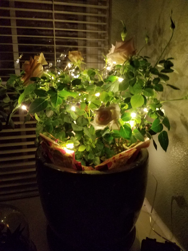 Lights on rose bush.