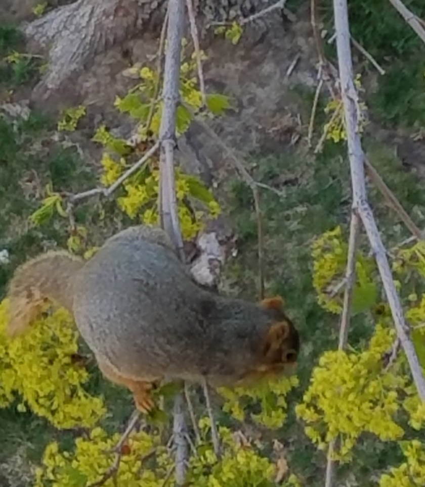 Squirrel eating flowers.