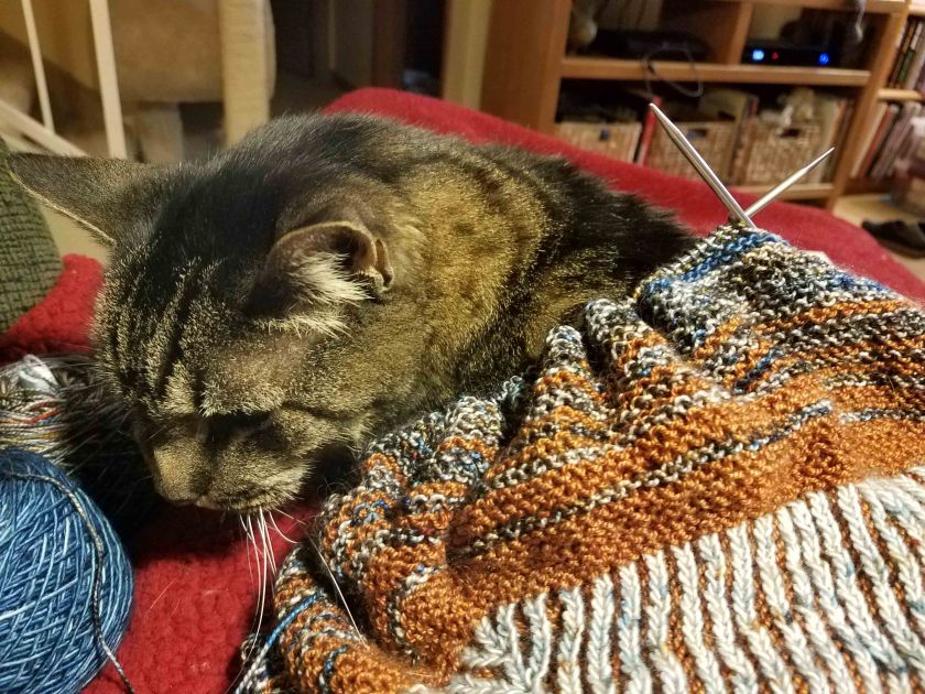 Cat and knitting.