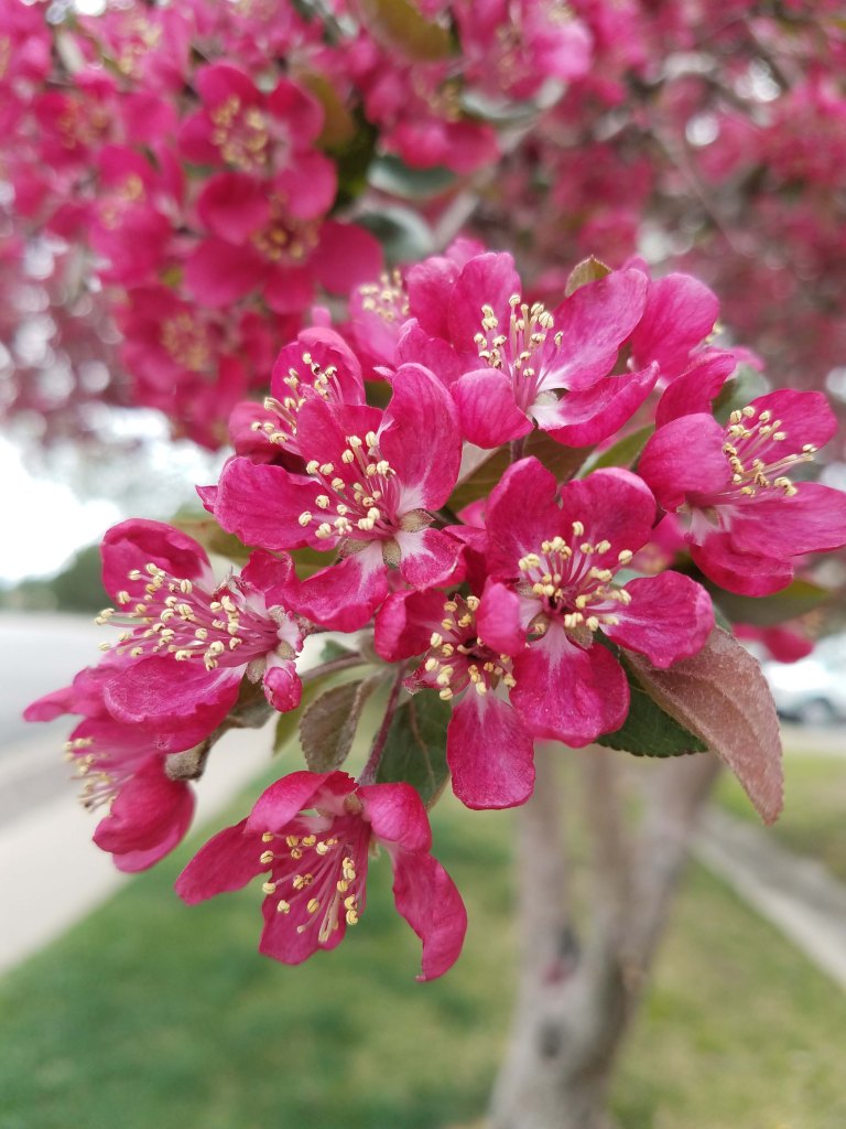 Crabapple blooms