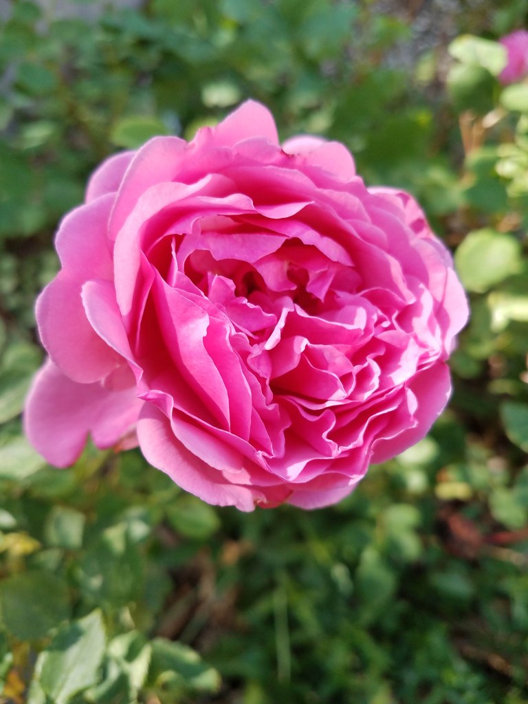 English Rose.