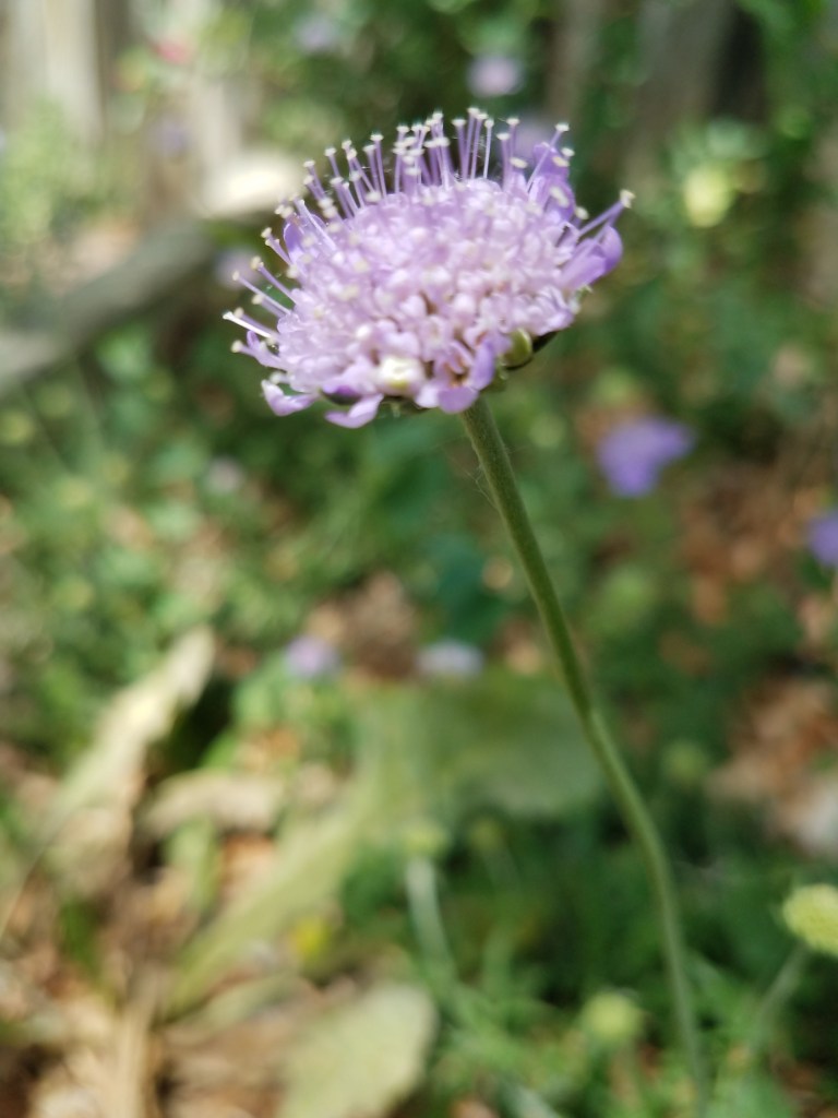 Pincushion Flower.