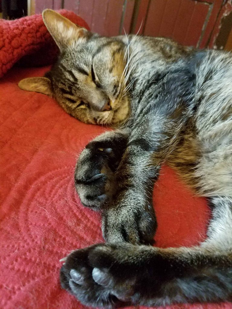 Cat sleeping on bed.