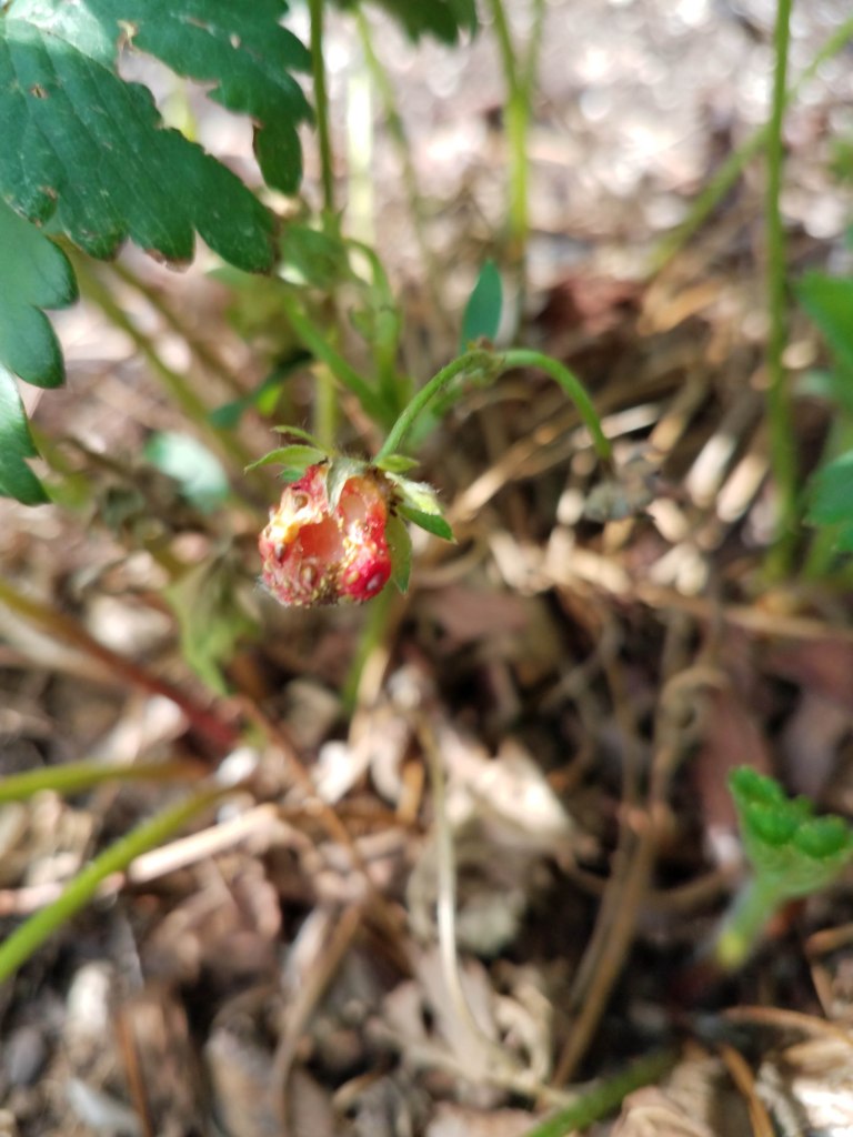 Bare strawberry plant