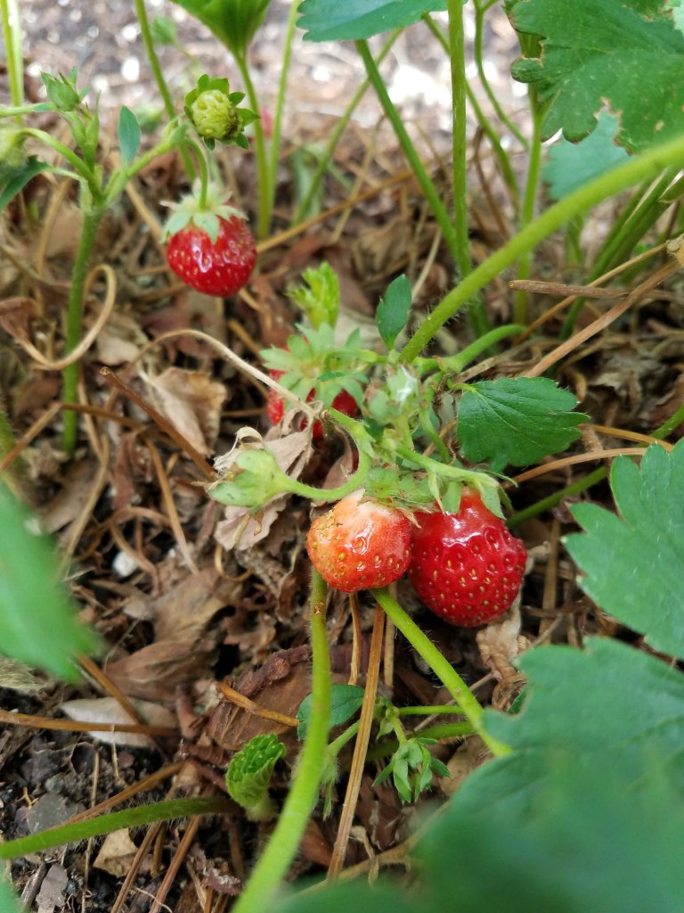 Strawberries