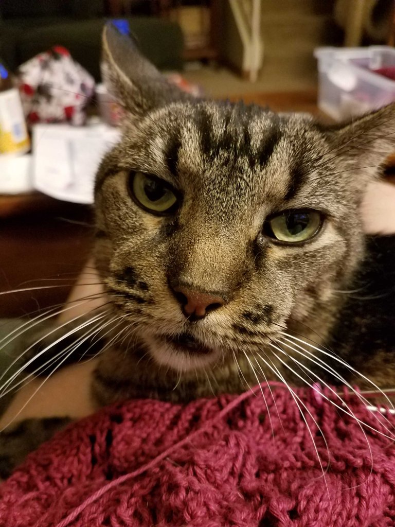 Cat and Knitting.