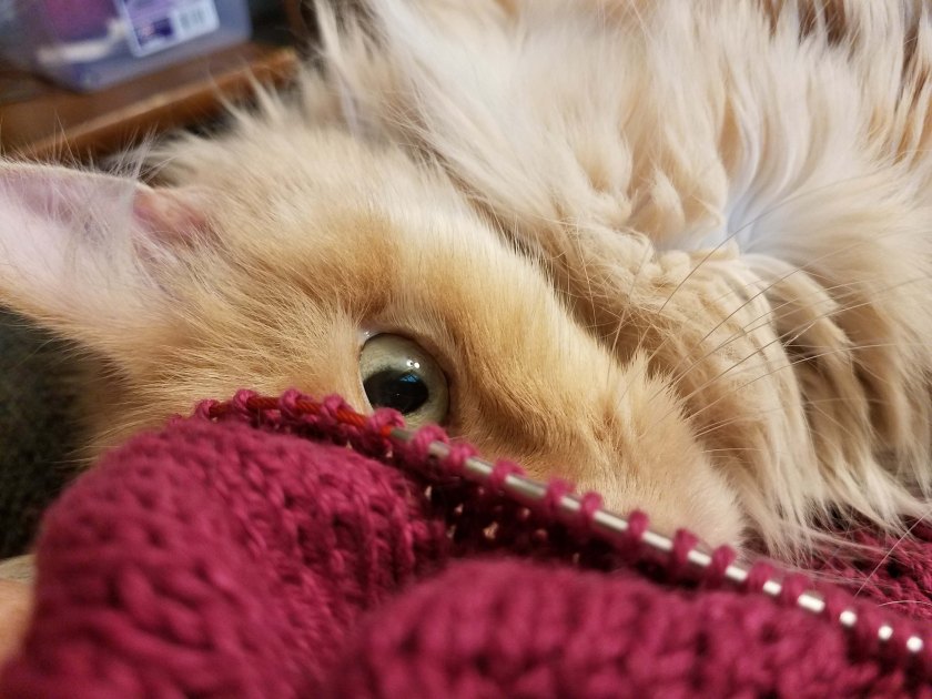 Knitting and cat eye.