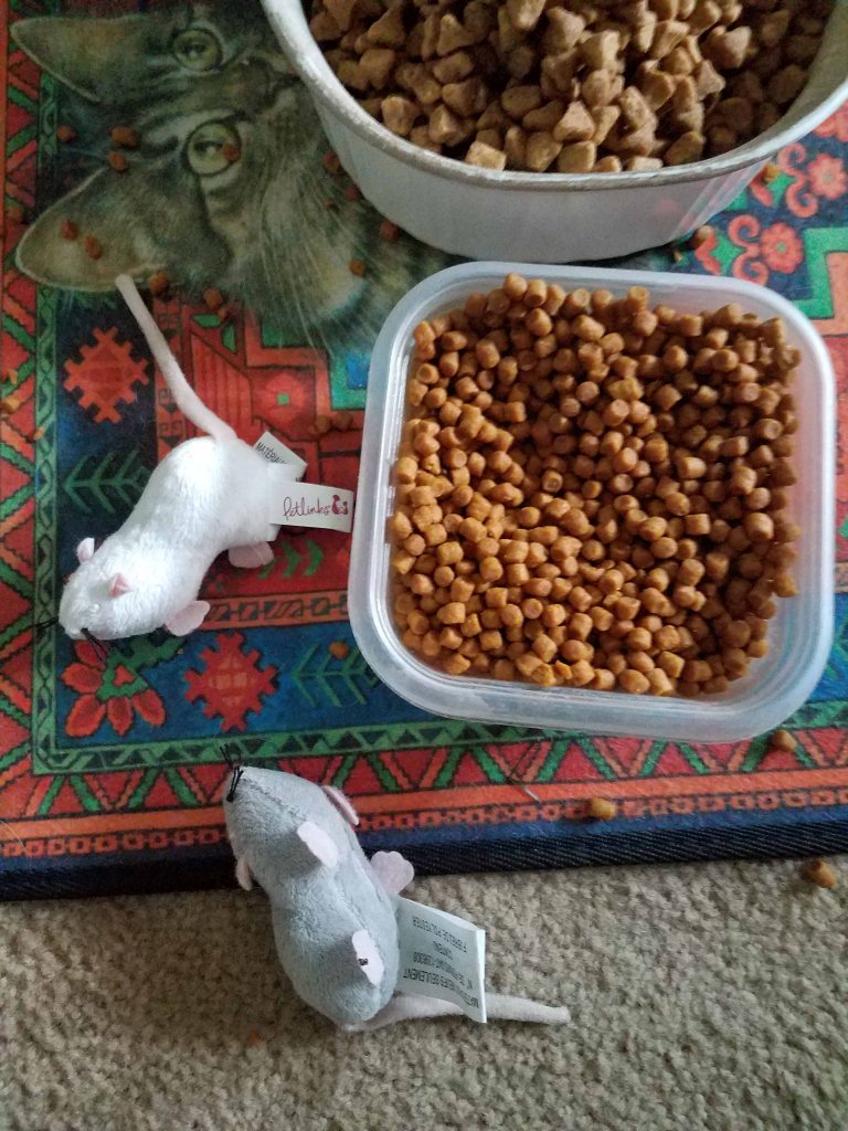 Toy ice by the cat food.