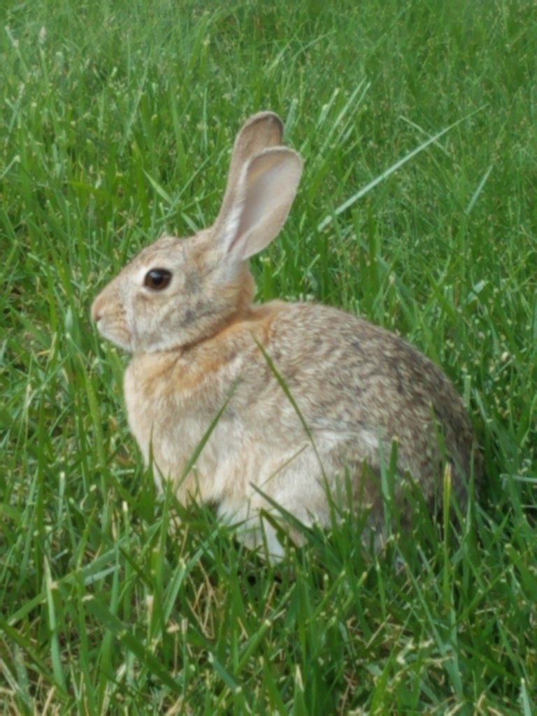 Wild bunny.