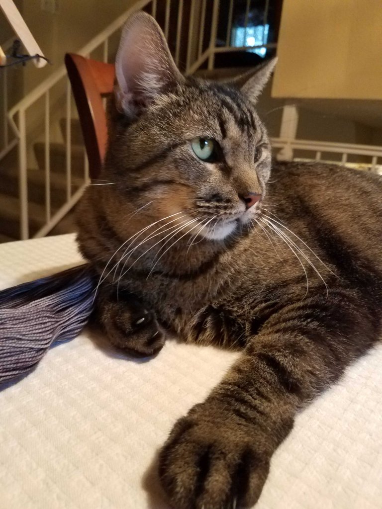 Handsome and unbelievably self-absorbed cat.