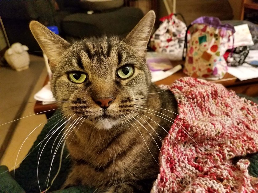 Cat and knitting.