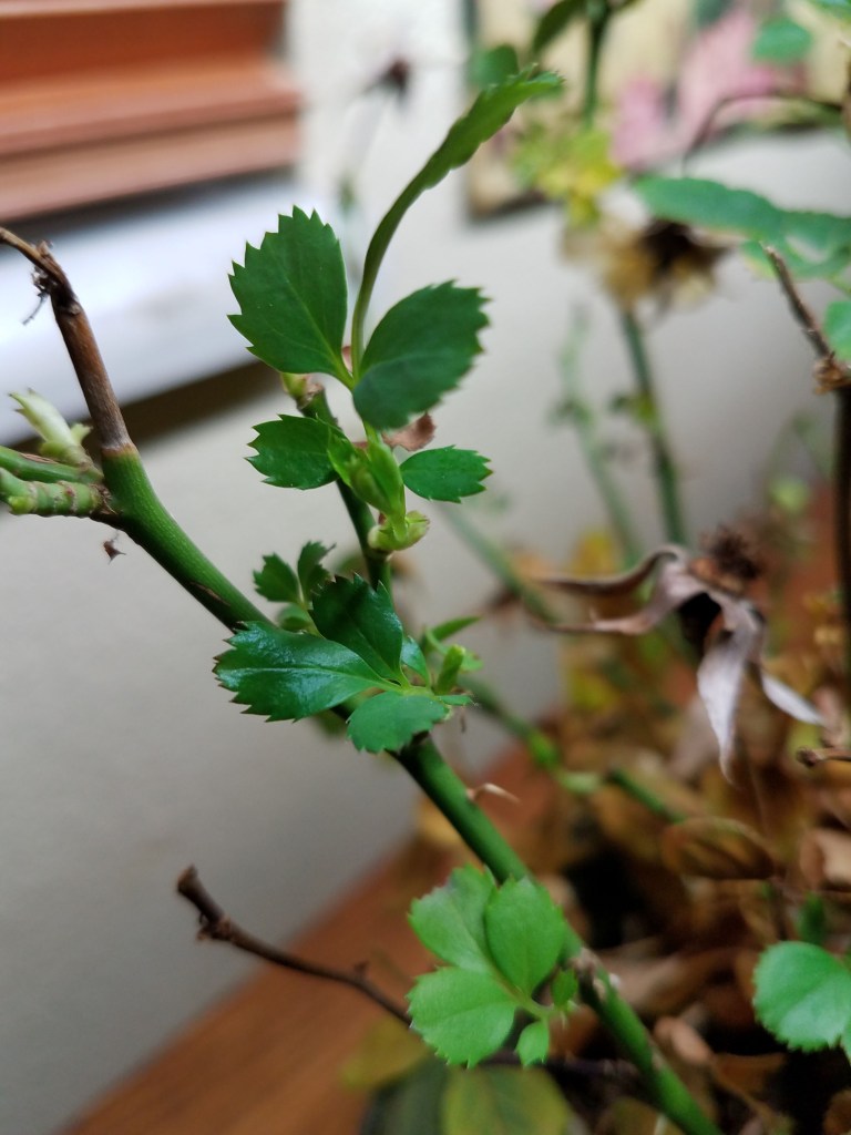 New growth on the rose bush.