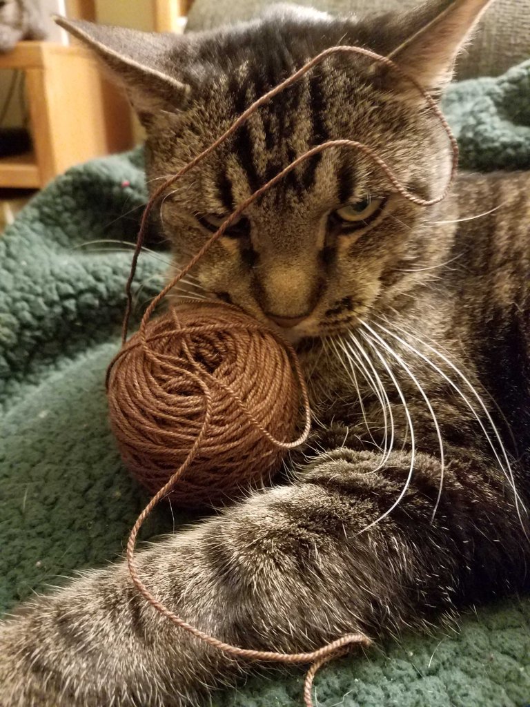 Yarn and cat.