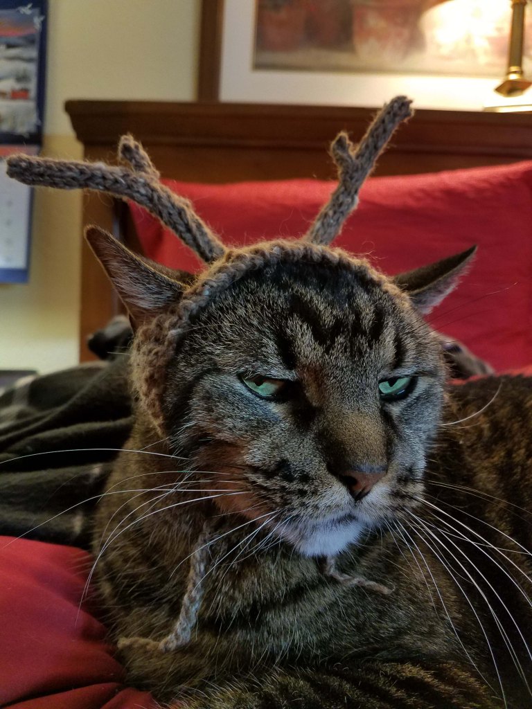 Cat wearing antlers.