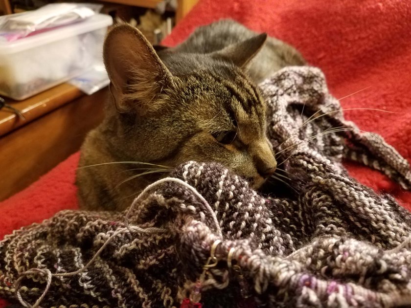 Cat sleeping in shawl.