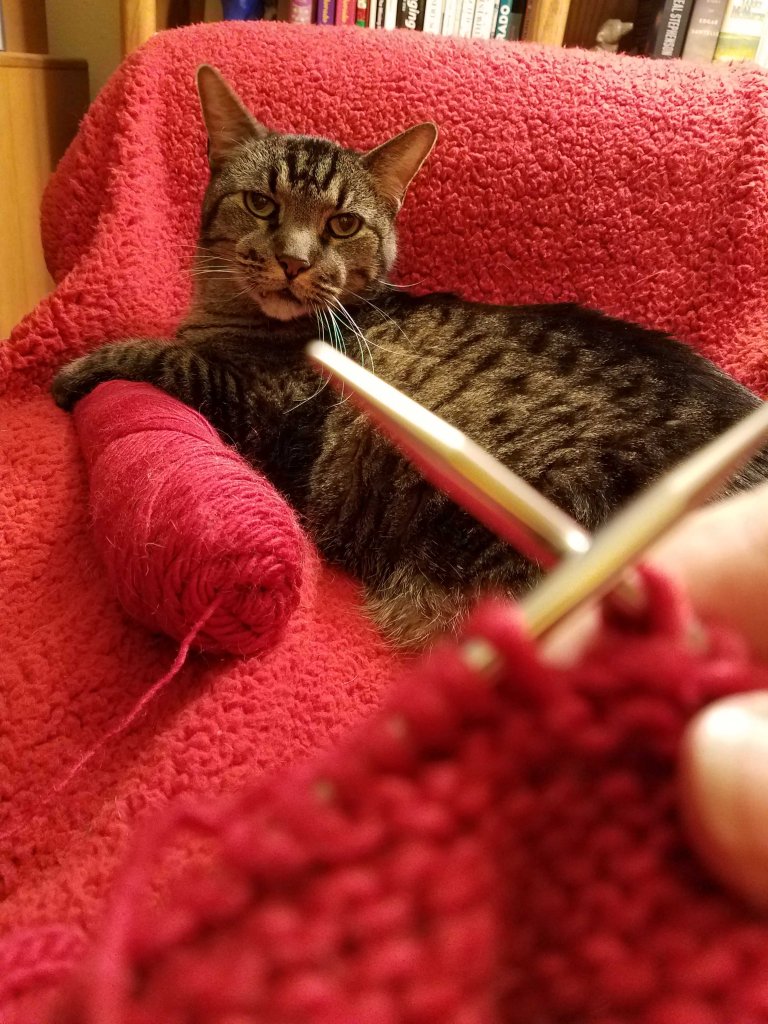 Cat and knitting.