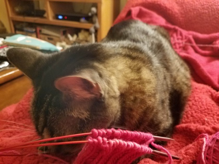 Cat and knitting.