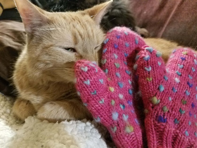 Mitts and cat.