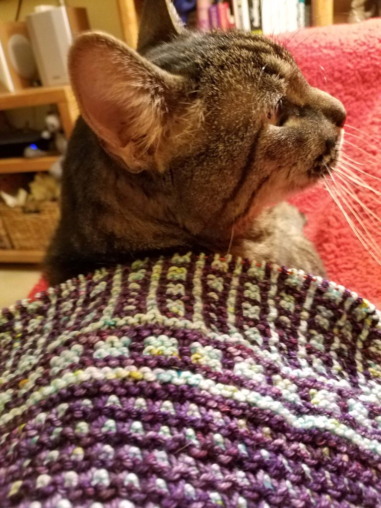 Cowl on cat.