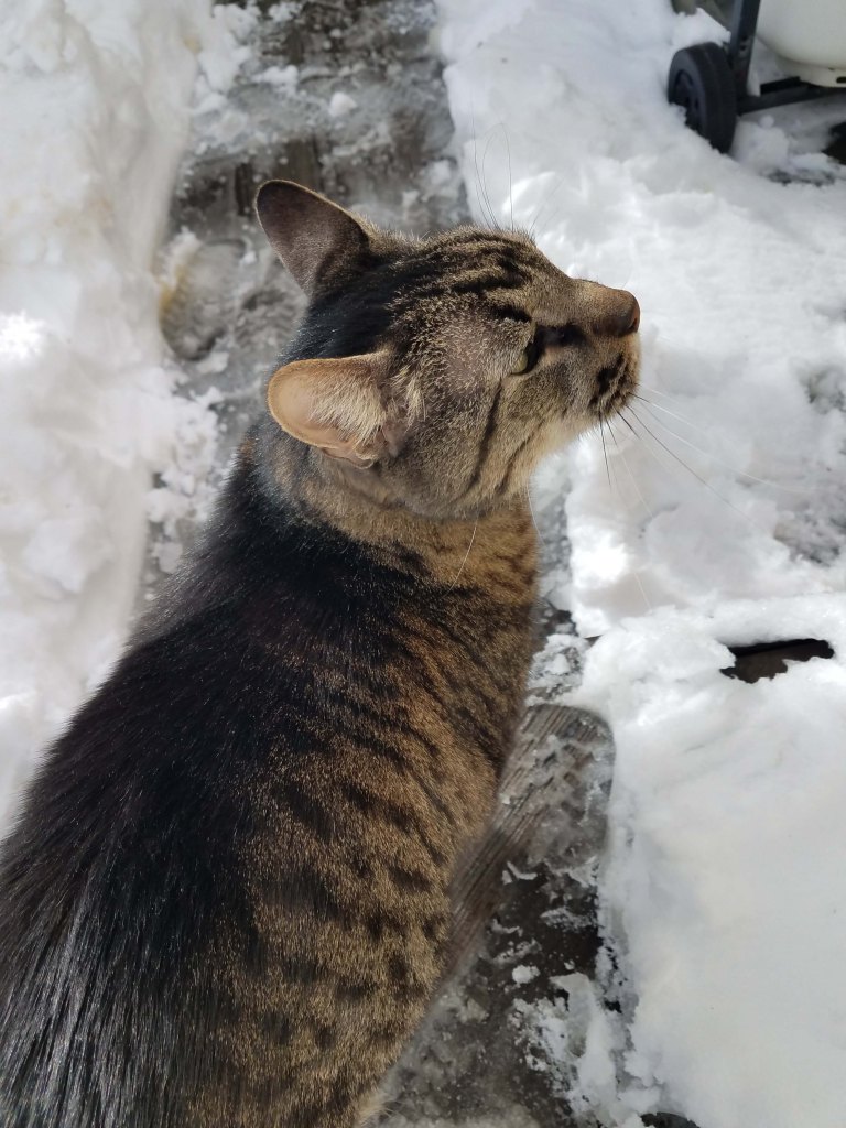 Cat on shoveled path through the snow.