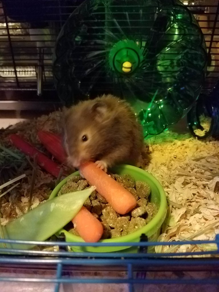 Hamster ignoring cat and eating a carrot.