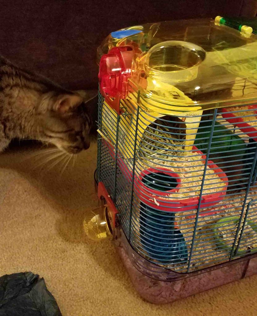 Curious and willful cat examining cage.