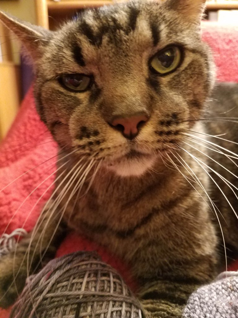 Grumpy cat gazing at the viewer wondering why he can't have a mouse.