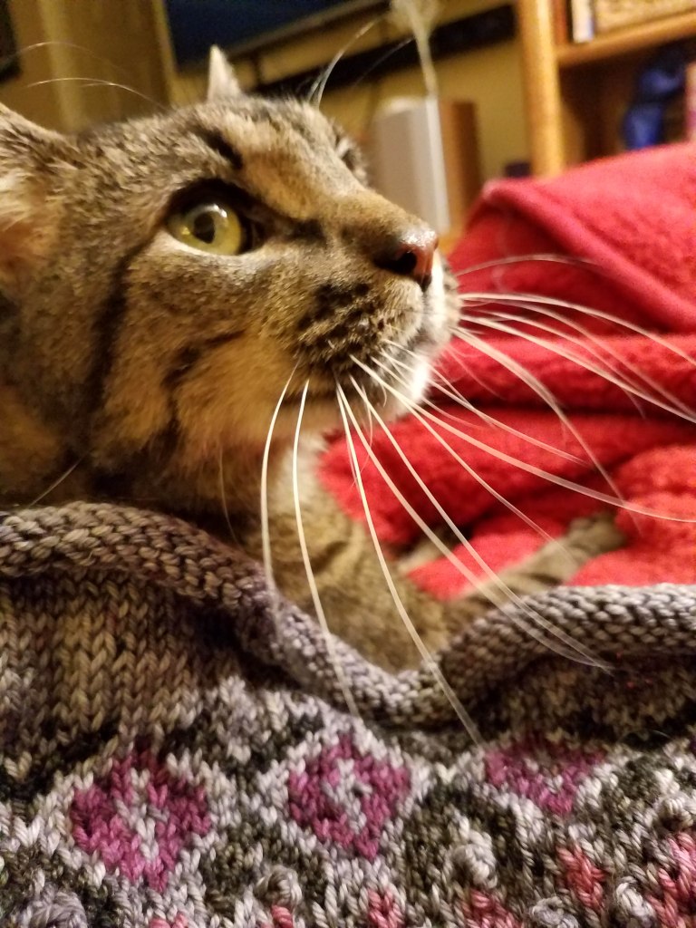 Happy cat wearing knitted project.