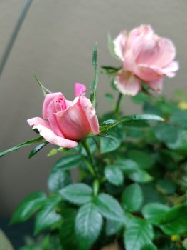 Blooming indoor rose.