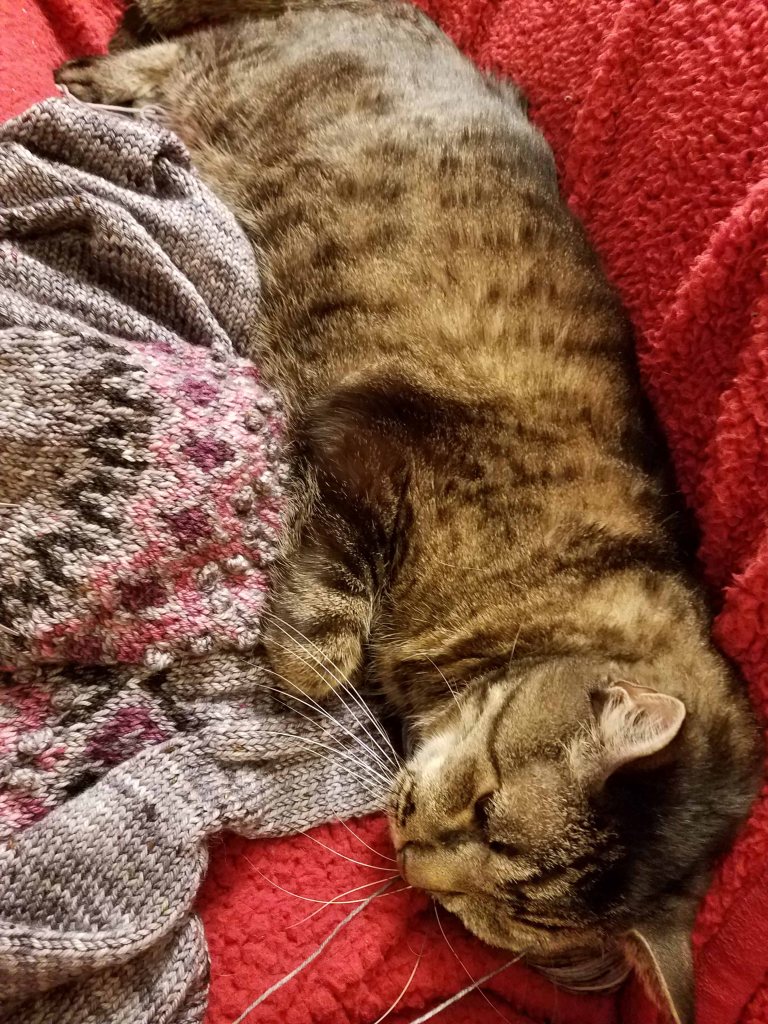 Spoiled and ornry cat sleeping on sweater.