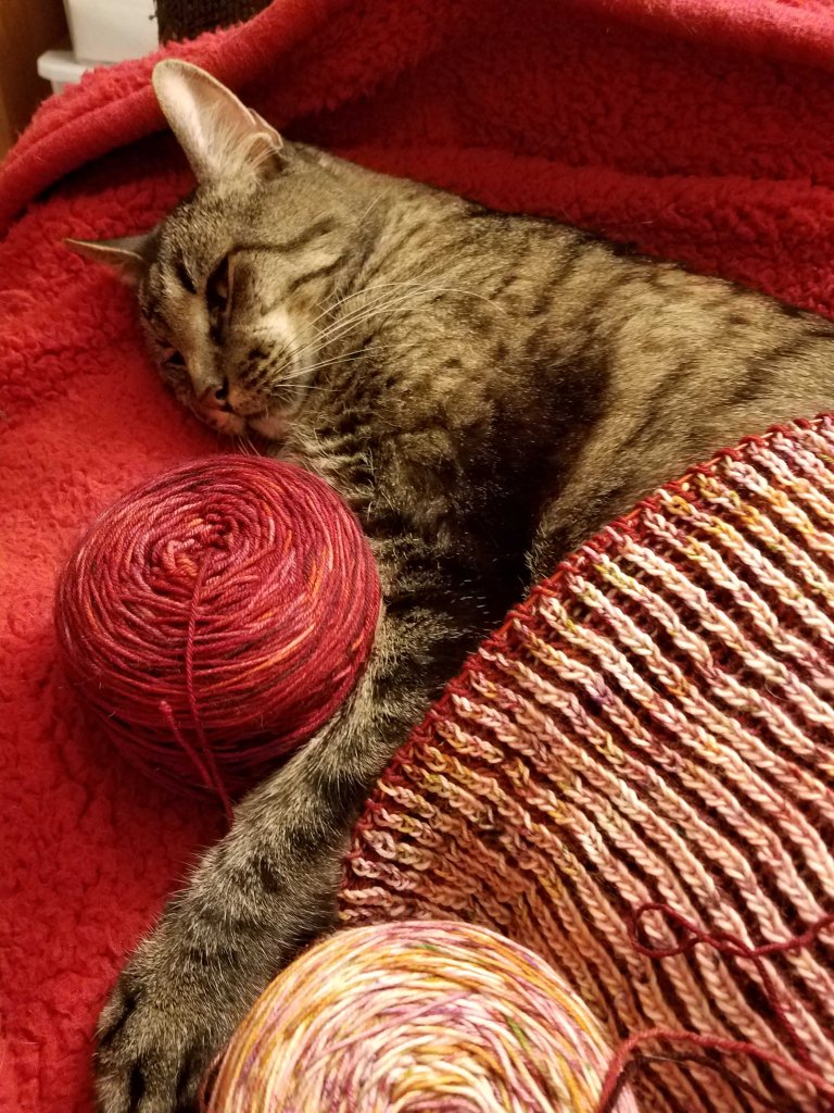 Cat asleep with knitting.