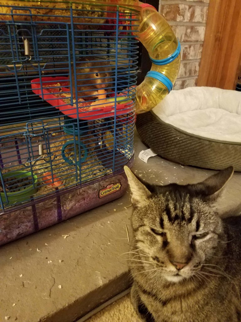 Cat snoozing with hamster.