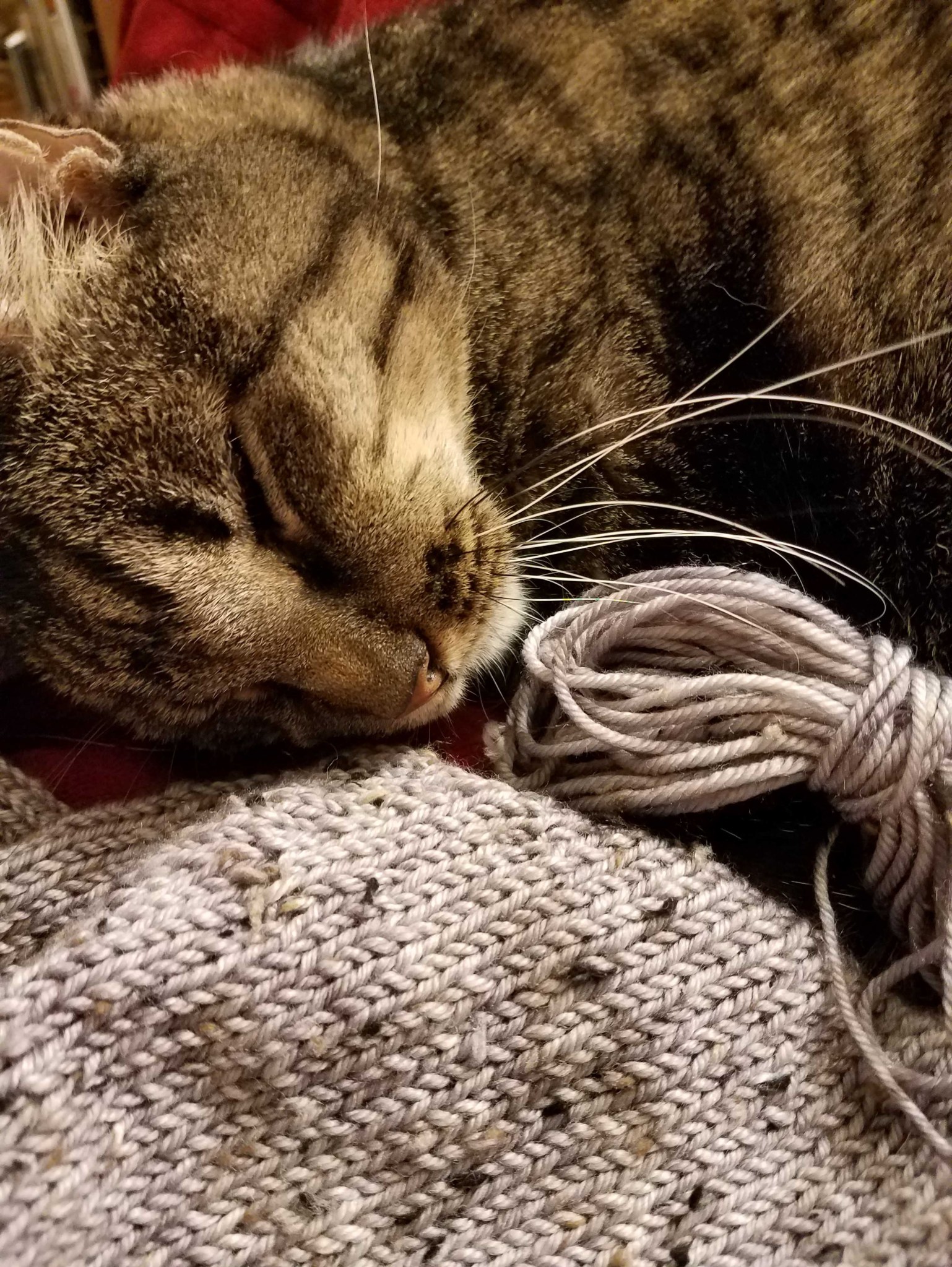 Napping MacKenzie_web